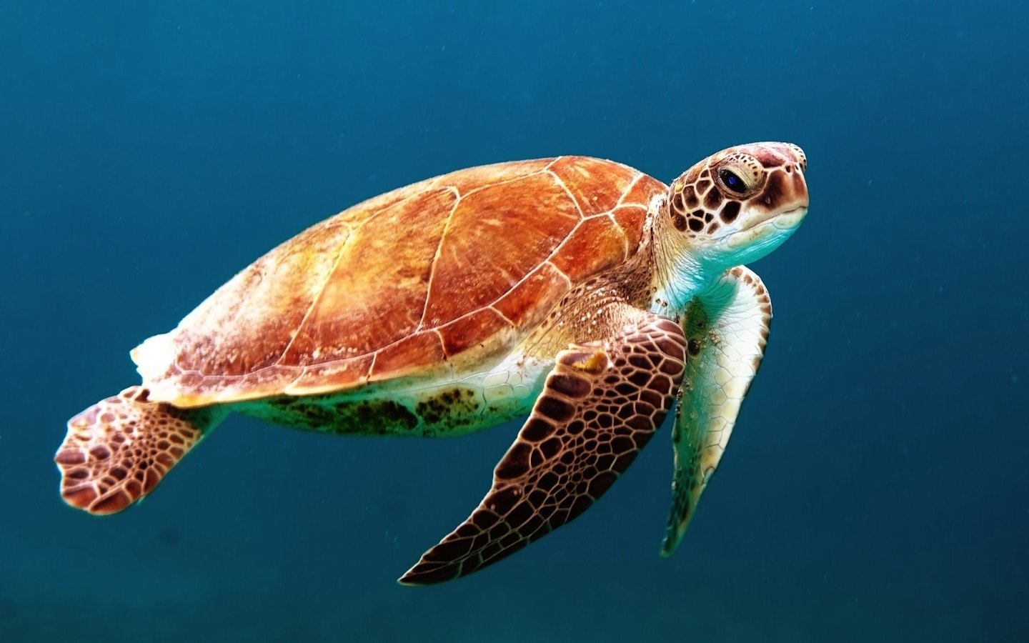 Sea turtle swimming in clear blue ocean water.