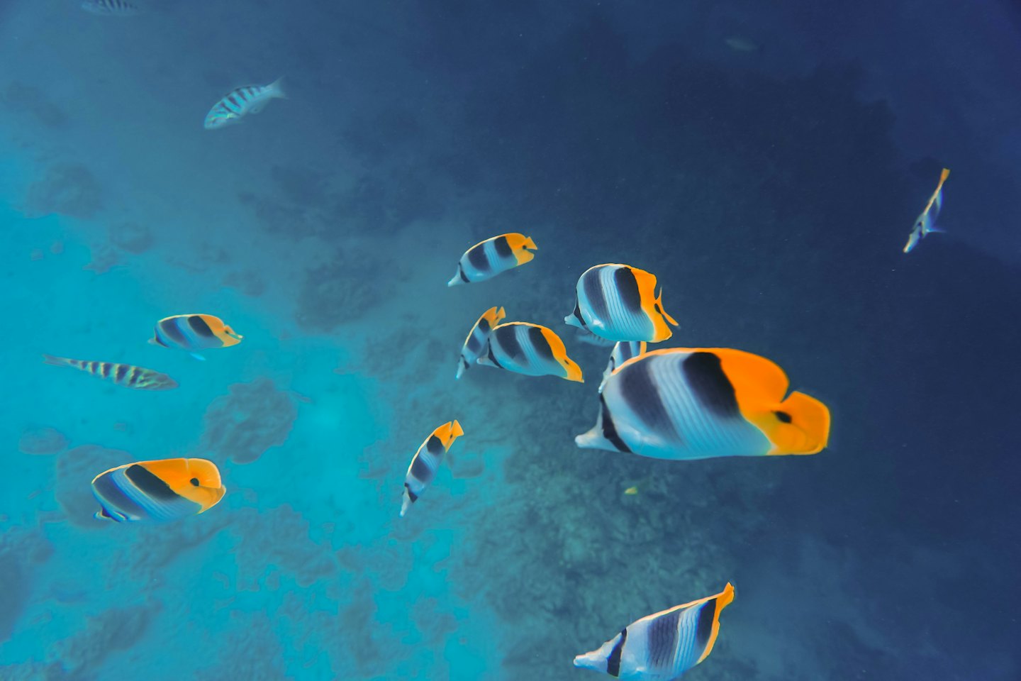 Colorful butterflyfish swim through clear ocean water near a reef.