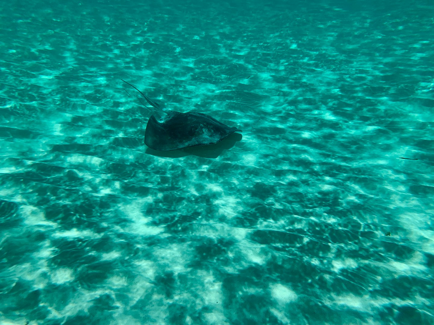 A stingray rests on the sandy floor of clear water.