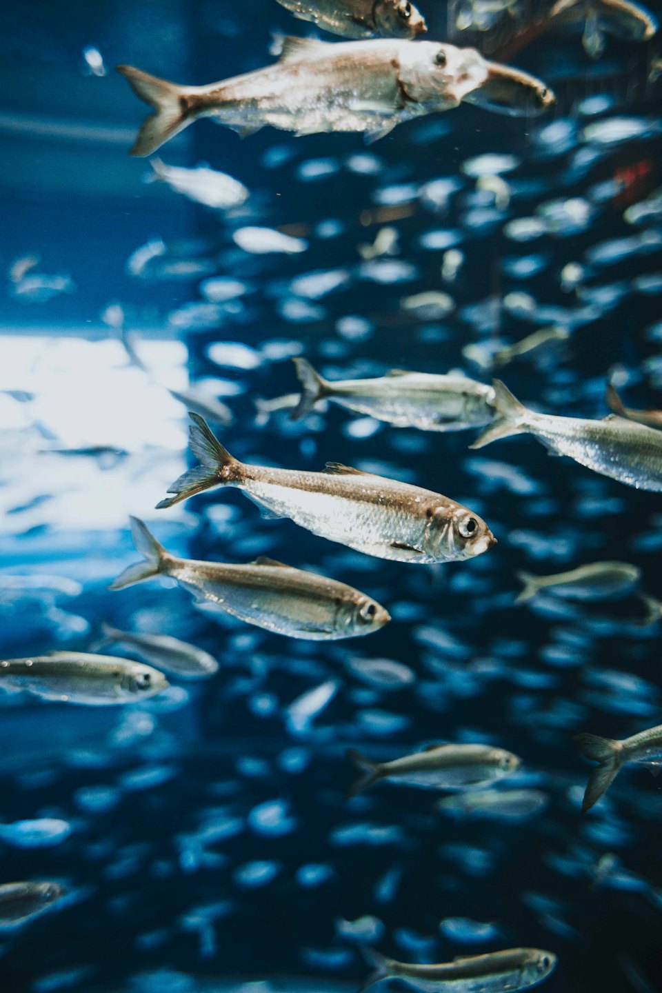 A school of slender silver fish swims through the water.