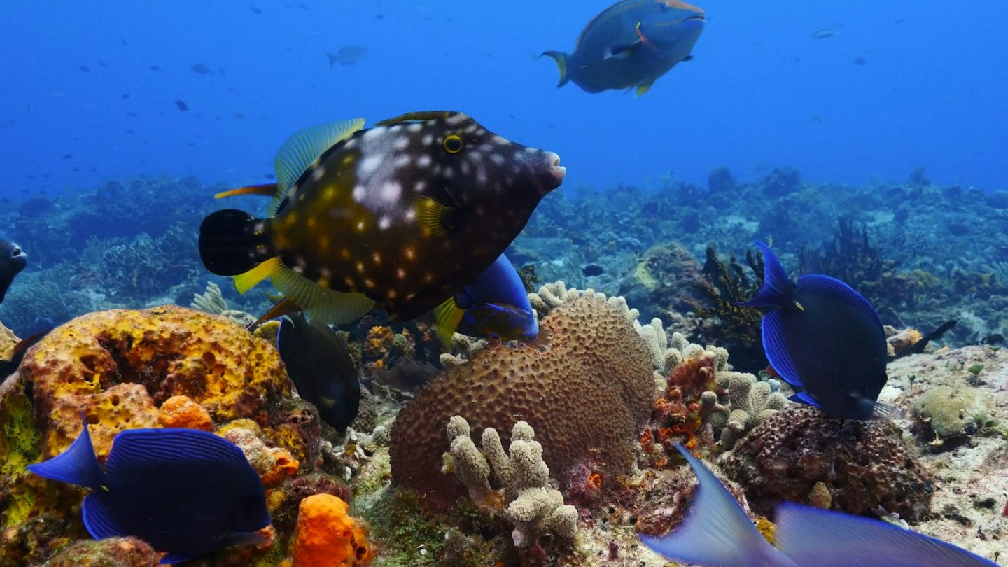 A boxfish swims through a colorful coral reef with tropical fish.