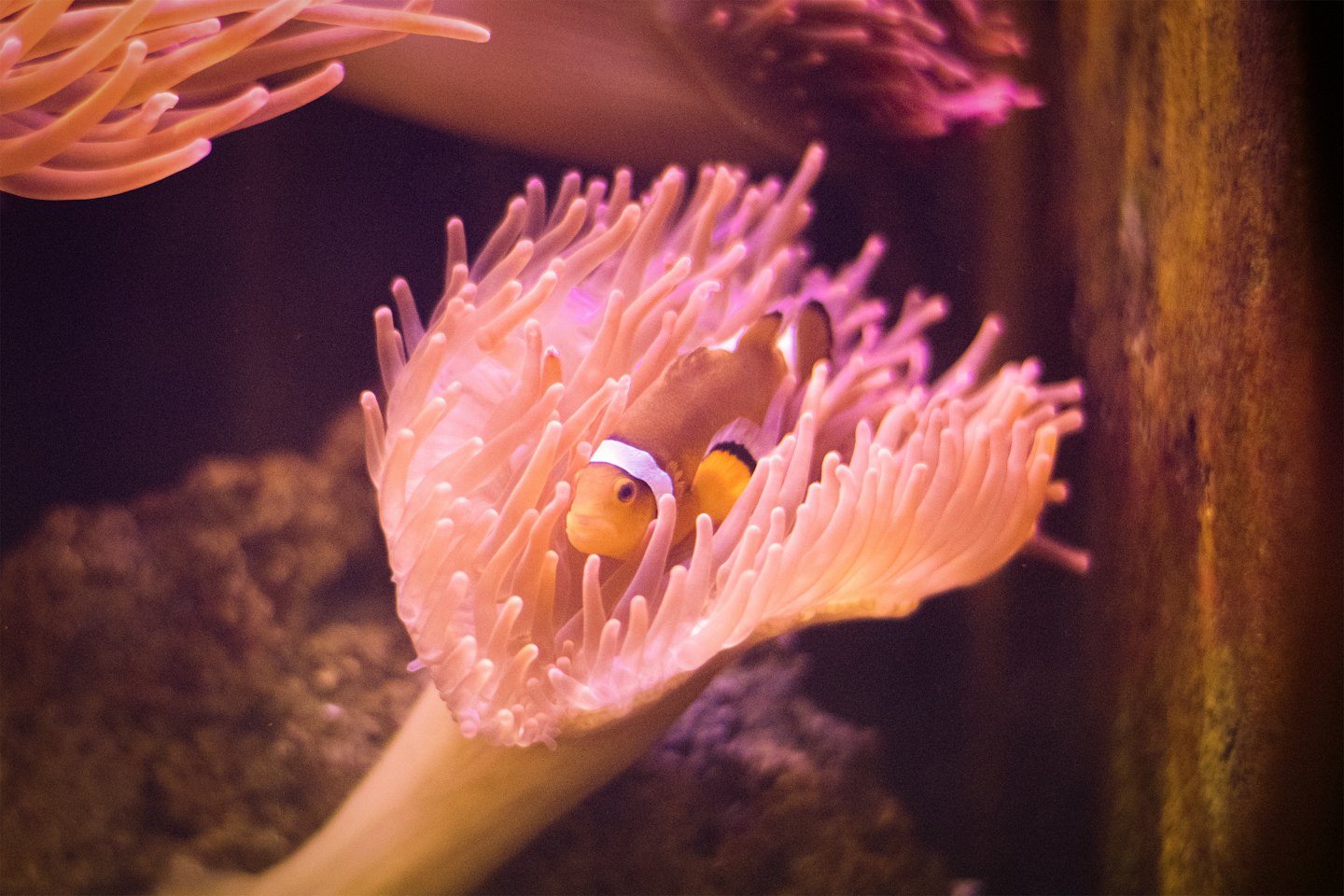 An orange clownfish peeks out from pink sea anemone tentacles.