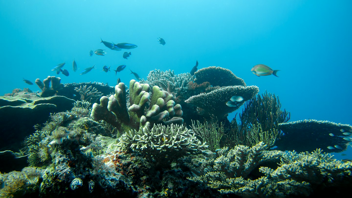 Small fish swim among colorful coral reef formations.