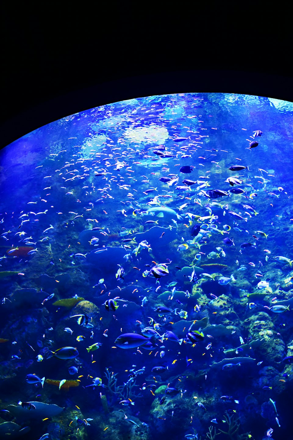 Fish swim among coral inside a large curved aquarium.