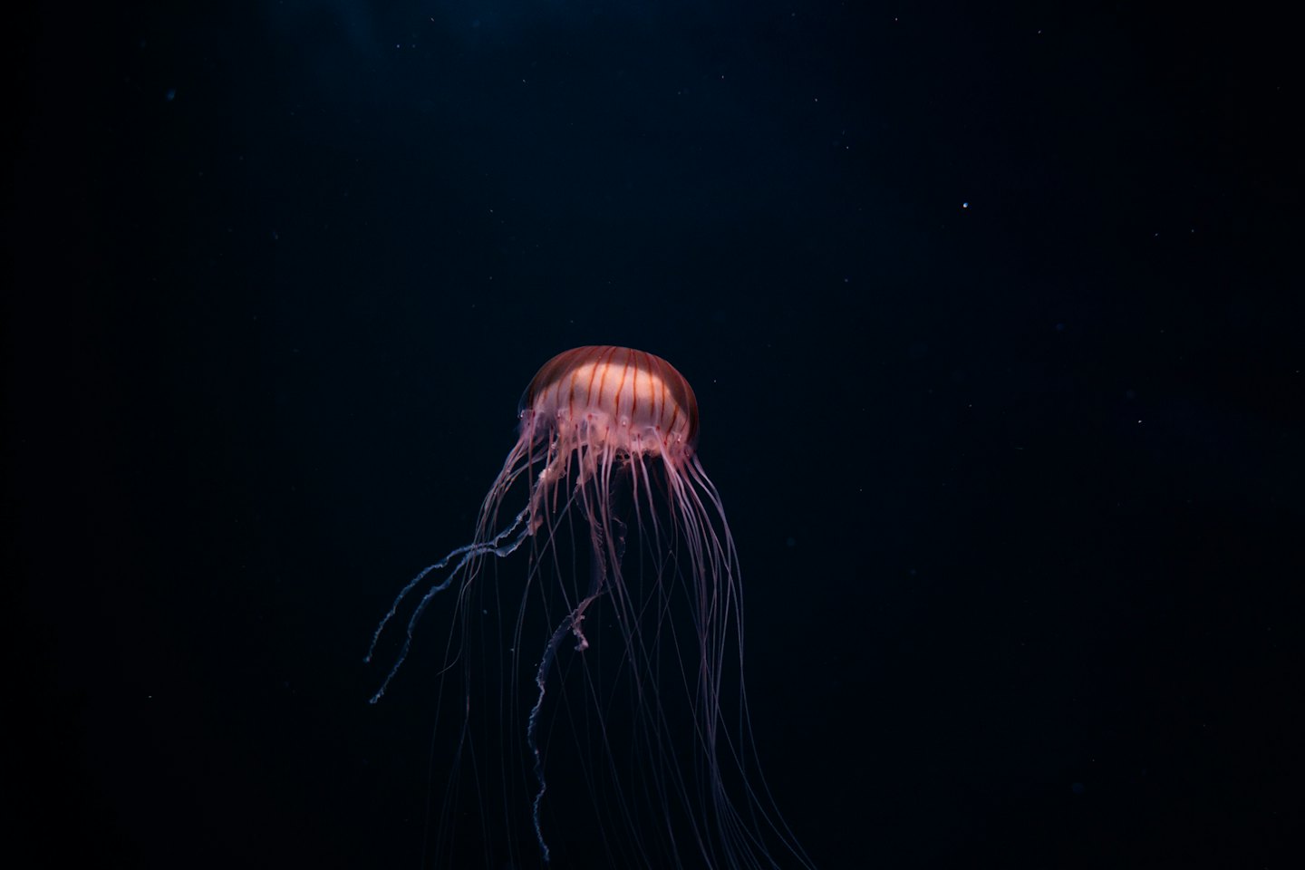 A pink and purple jellyfish with long tentacles swims in dark blue water.