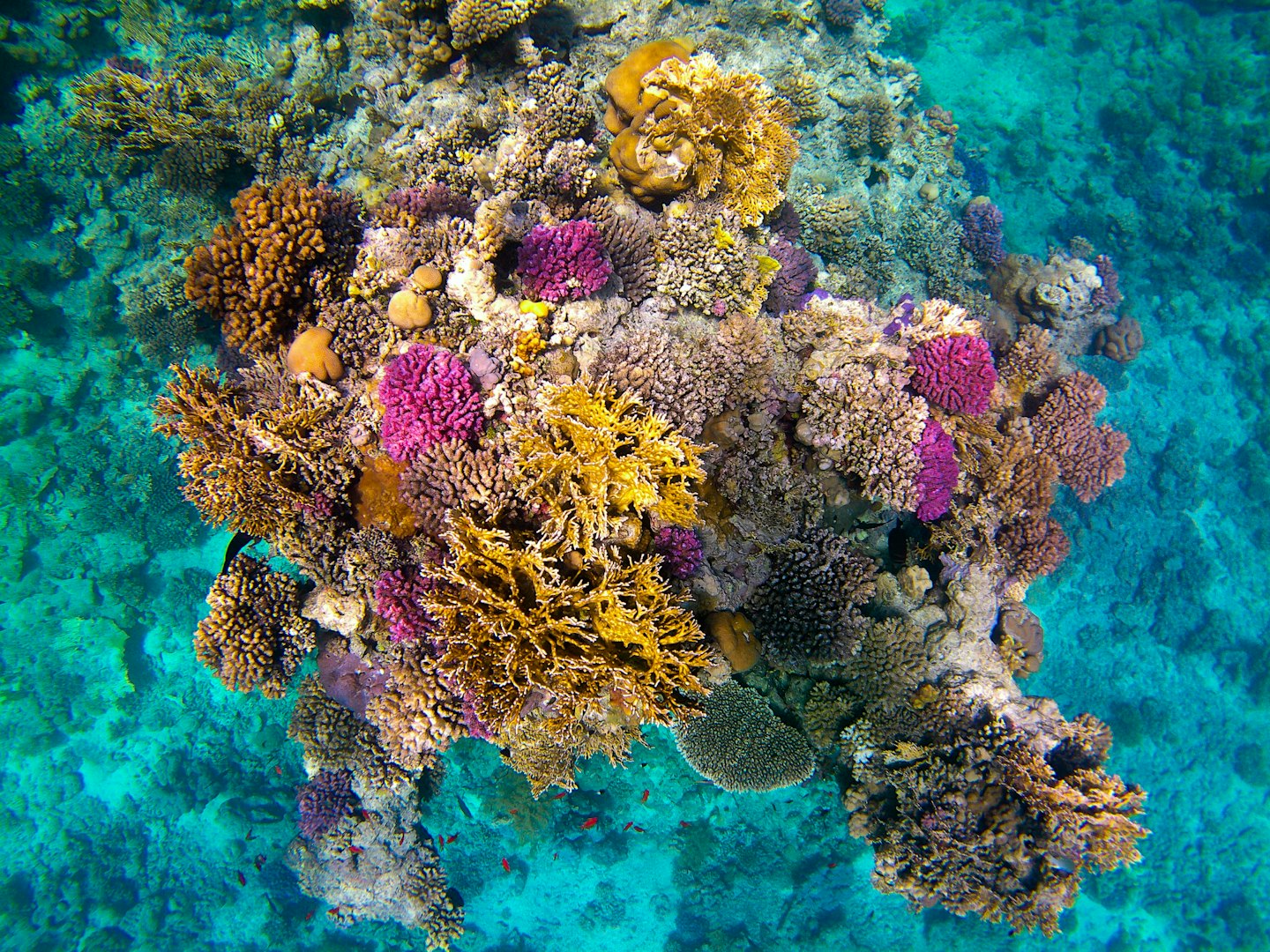 Colorful coral reef teeming with small red fish.